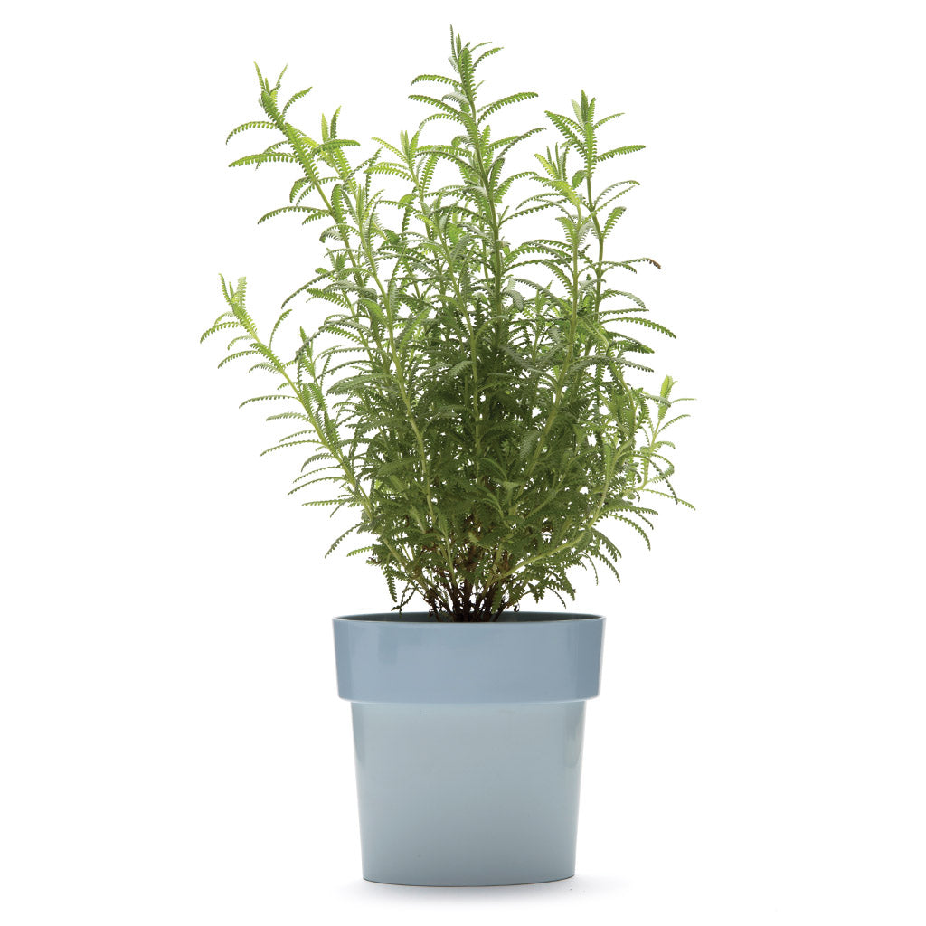 SLIM FLOWER POT | Small plants in tight spaces - - Monkey Business USA