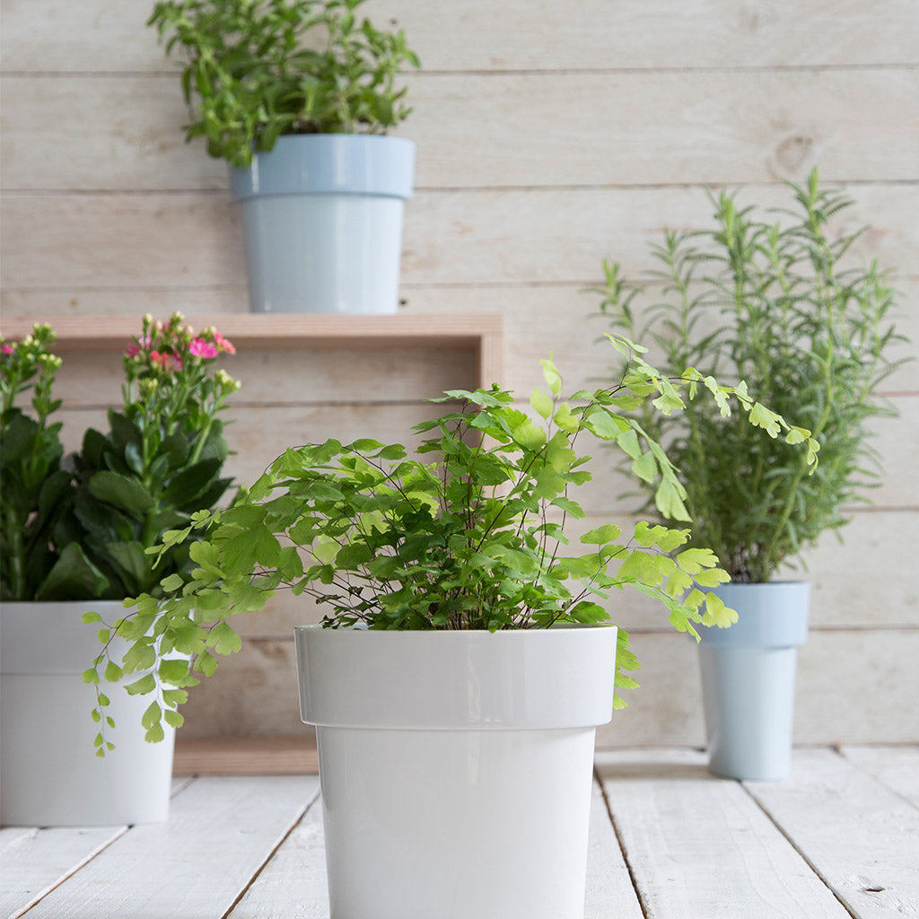 SLIM FLOWER POT | Small plants in tight spaces - - Monkey Business USA