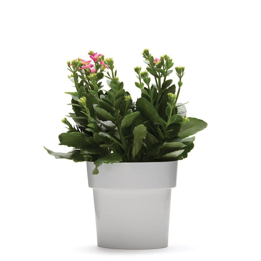 SLIM FLOWER POT | Small plants in tight spaces - - Monkey Business USA