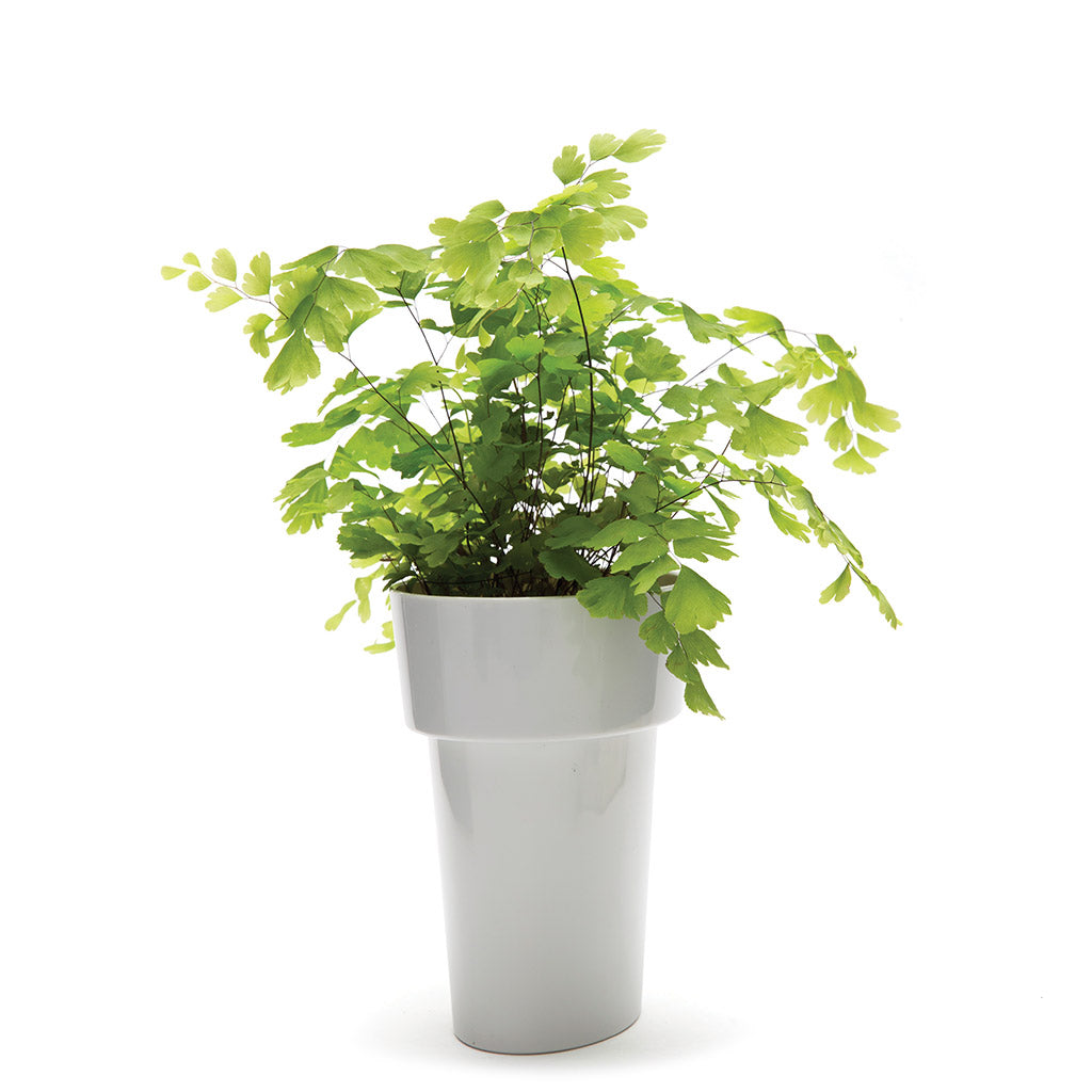 Small Plants In Tight Spaces | Slim Flower Pot